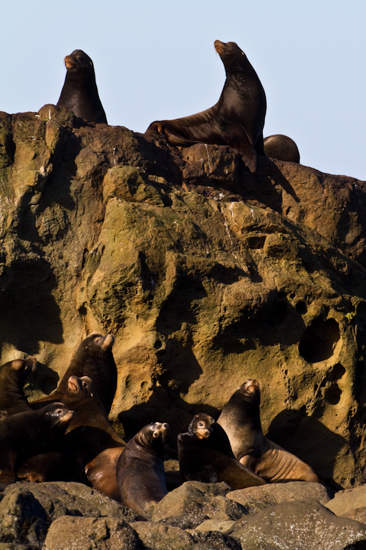 California Sea Lions